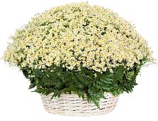 Цветочная композиция из Ромашки в корзине #REPLACE_PRED# Поселок Чайковского